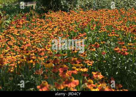 Helenium Karneol an der RHS Garden Wisley in Woking, Surrey, Großbritannien Stockfoto