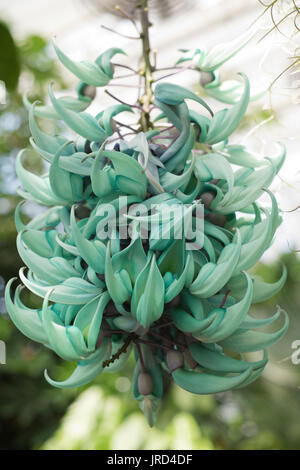 Jade Vine an RHS Garden Wisley in Woking, Surrey, Großbritannien Stockfoto