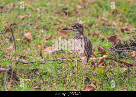 Indische Thick-knee (Burhinus indicus), schöner Vogel steht in der Wiese, Thailand Stockfoto