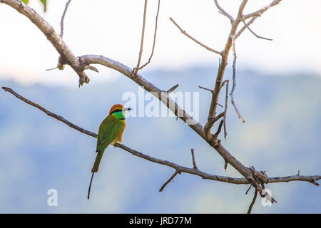 Green Bee Eaters auf Niederlassung des Baums (Merops orientalis) Stockfoto