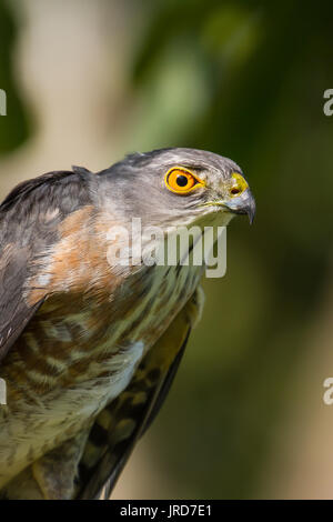 Closeup Besra oder wenig Sperber (Accipiter virgatus) Stockfoto