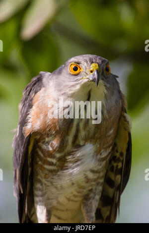 Besa oder wenig Sperber (Accipiter virgatus) Stehend auf Zweig Stockfoto