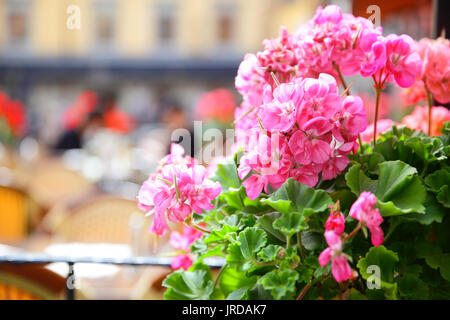 Offene Terrasse des Restaurant auf Platz Stortorget in Stockholm, Schweden. Konzentrieren Sie sich auf die Geranien Stockfoto