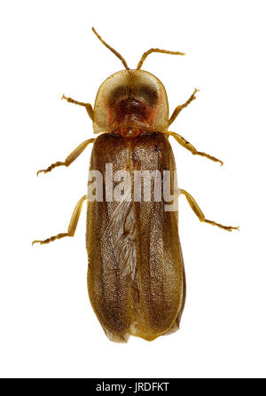 Firefly auf weißem Hintergrund - Lampyridae sp. Stockfoto