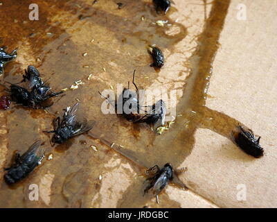 Fliegen auf sticky Fly Papier Falle gefangen Stockfoto