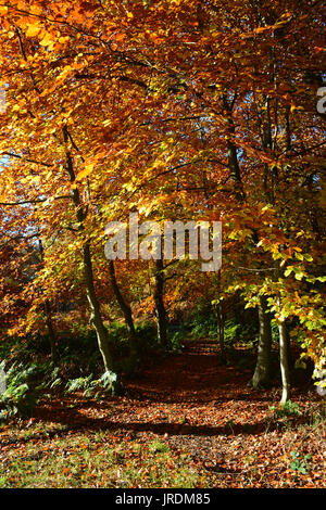 Herbstliche Bäume Stockfoto