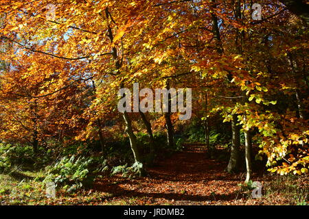 Herbstliche Bäume Stockfoto