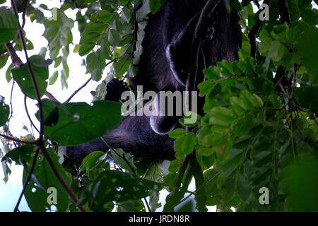 Wilde Schimpansen der Kasakela-Schimpansen-Gemeinschaft werden im Gombe Stream National Park in der westlichen Kigoma-Region, Tansania, beobachtet Stockfoto