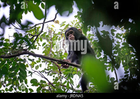Ein junger Schimpansen der Kasakela-Schimpansen-Gemeinde wird im Gombe Stream National Park in der westlichen Kigoma-Region, Tansania, beobachtet Stockfoto