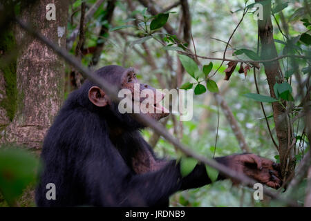 Wilde Schimpansen der Kasakela-Schimpansen-Gemeinschaft werden im Gombe Stream National Park in der westlichen Kigoma-Region, Tansania, beobachtet Stockfoto