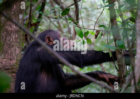 Wilde Schimpansen der Kasakela-Schimpansen-Gemeinschaft werden im Gombe Stream National Park in der westlichen Kigoma-Region, Tansania, beobachtet Stockfoto