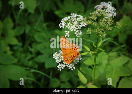 Orange Schmetterling auf einer Blume in die grüne Landschaft des Schwarzwaldes, Deutschland Stockfoto