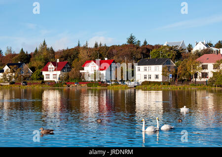 Enten und Gänse schwimmen an der Tjornin See in Reykjavik. Island. Stockfoto