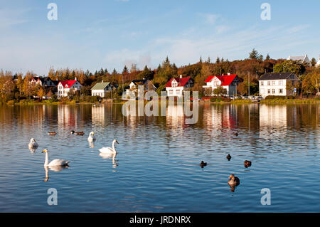 Enten und Gänse schwimmen an der Tjornin See in Reykjavik. Island. Stockfoto