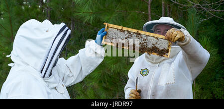 Die von der Butler suchen Wabe mindestens 90 % in Wachs verschlossen ist. Dieses Rack passt, die Beschreibung. Jim und Patti Butler sind Honig Imker in Ver Stockfoto