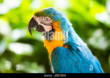 Papagei Ara, closeup auf grünem Hintergrund Stockfoto