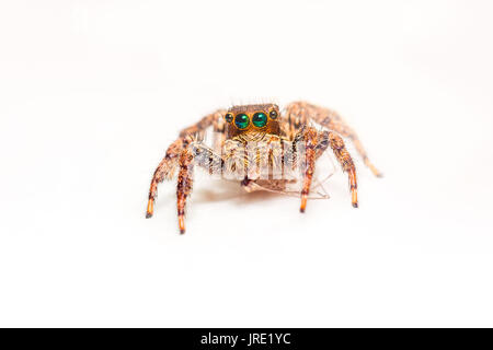 Cute Baby spider mit großen Augen in die Kamera auf weißem Hintergrund/Jumping Spider/Asien, Thailand Stockfoto