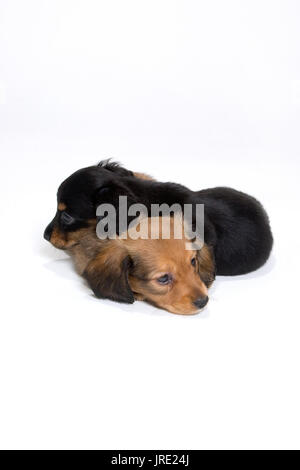 Zwei dackel Welpen 1 schwarze 1 braune Schlafen übereinander in weiße Laken Stockfoto