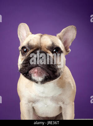 Portrait von Tan und Dunkelbraun französische Bulldogge suchen ernsthafte Stockfoto