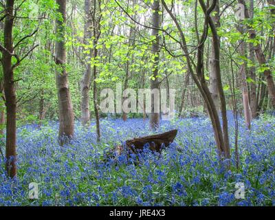Kent bluebells in lokalen Wald in der Nähe von ightham in Kent Mai 2017 getroffen Stockfoto