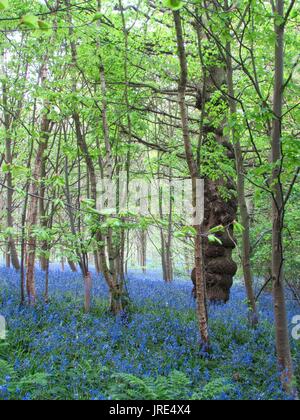 Kent bluebells in lokalen Wald in der Nähe von ightham in Kent Mai 2017 getroffen Stockfoto