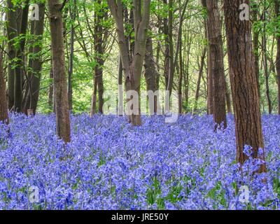 Kent bluebells in lokalen Wald in der Nähe von ightham in Kent Mai 2017 getroffen Stockfoto