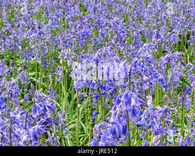 Kent bluebells in lokalen Wald in der Nähe von ightham in Kent Mai 2017 getroffen Stockfoto