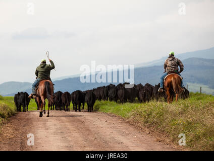 HI 00395-00 ... Hawai'I - Die Parker Ranch crew bewegen Vieh entlang der Waimea Mana Straße auf der Insel Hawai'i. Stockfoto