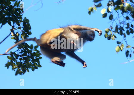 Ein bischen Pavian, Papio cynocephalus kindae, Kasanka Nationalpark, Sambia, Südafrika Stockfoto