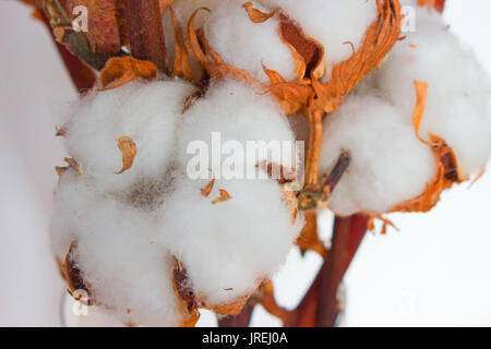 Baumwolle. Schönen Baumwolle Bälle. Natürliche, frische Dekoration. Stockfoto