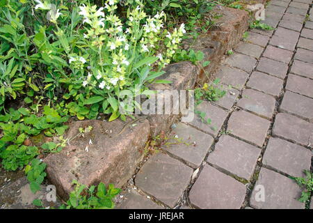 Ruineneidechse, Mauereidechse, Podarcis siculus Eidechse im Garten im Blumen Zuckerrüben Stockfoto