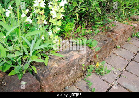 Ruineneidechse, Mauereidechse, Podarcis siculus Eidechse im Garten im Blumen Zuckerrüben Stockfoto