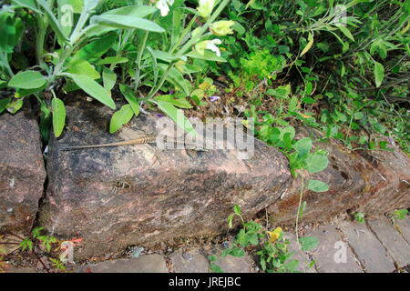 Ruineneidechse, Mauereidechse, Podarcis siculus Eidechse im Garten im Blumen Zuckerrüben Stockfoto