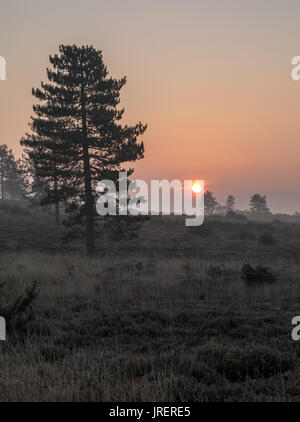 Sonnenaufgang über Heide auf Winter morgen Stockfoto