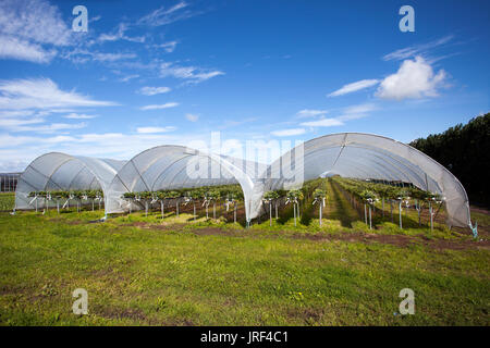 Strawberry Tunnel Cloches in Tarleton, Lancashire, UK Wetter. August 2017. Strahlender sonniger Tag für Erdbeerbauern, da sie die Trockenböden nutzen, um ihre kommerziellen Kulturen auf dem Feld zu Pflanzen und zu betreuen. Die Gegend, die als Salatschüssel von Lancashire bekannt ist, produziert hochwertiges Obst und Gemüse für die Supermärkte von England und ist ein großer Arbeitgeber von EU-Wanderarbeitnehmern. Stockfoto