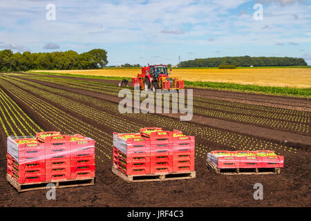 Automatische Fall IH Traktor Pflanzung Umpflanzen Salat Sämlinge Sonnentag in Tarleton Lancashire als Landwirte & Feldarbeiter nutzen die Trocknungsböden zu Pflanzen und zu kümmern, um ihre Gemüsekulturen auf dem Feld. Die Gegend, bekannt als Salatschüssel von Lancashire, produziert hochwertiges Gemüse für die Supermärkte von England und ist ein großer Arbeitgeber von EU-Wanderarbeitnehmern. Stockfoto