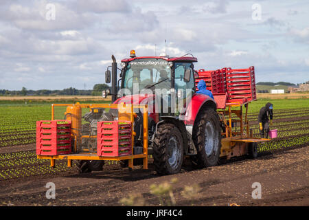 Automatische Fall IH Traktor Pflanzung Umpflanzen Salat Sämlinge Sonnentag in Tarleton Lancashire als Landwirte & Feldarbeiter nutzen die Trocknungsböden zu Pflanzen und zu kümmern, um ihre Gemüsekulturen auf dem Feld. Die Gegend, bekannt als Salatschüssel von Lancashire, produziert hochwertiges Gemüse für die Supermärkte von England und ist ein großer Arbeitgeber von EU-Wanderarbeitnehmern. Stockfoto