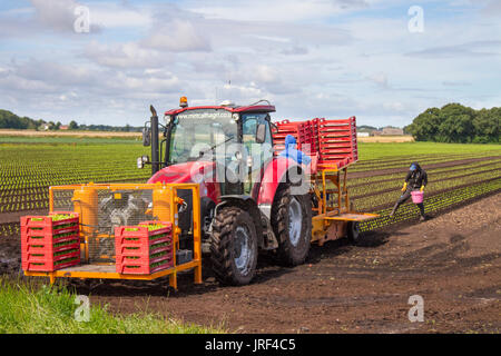 Automatische Fall IH Traktor Pflanzung Umpflanzen Salat Sämlinge Sonnentag in Tarleton Lancashire als Landwirte & Feldarbeiter nutzen die Trocknungsböden zu Pflanzen und zu kümmern, um ihre Gemüsekulturen auf dem Feld. Die Gegend, bekannt als Salatschüssel von Lancashire, produziert hochwertiges Gemüse für die Supermärkte von England und ist ein großer Arbeitgeber von EU-Wanderarbeitnehmern. Stockfoto