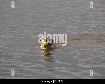 Sheerness, Kent, Großbritannien. 05 Aug, 2017. UK Wetter: Ein sonniger Morgen auf Barton's Point See. Ein Hund mit einem Ball im Maul. Credit: James Bell/Alamy leben Nachrichten Stockfoto