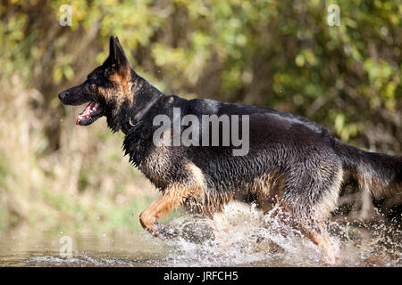 Hund Schäferhund Laufen und Spielen im Wasser Stockfoto