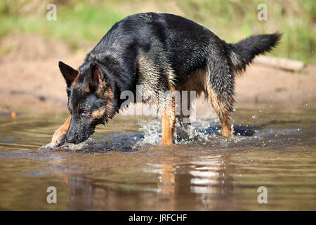 Hund laufen im Wasser. Deutscher Schäferhund Schrägstrich im Sommer in einem See und Spaß haben Stockfoto