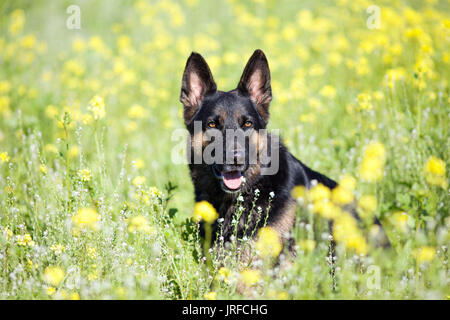 Deutscher Schäferhund Hund sitzen in gelbe Blume Feld Stockfoto