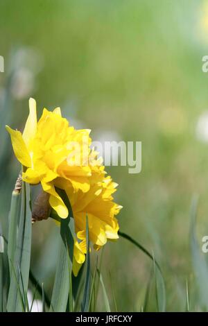 Gelbe narzisse Ostern Blume für Hintergrund mit Text Raum Stockfoto