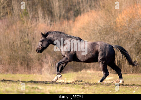 Schwarzer Hengst Pferd freien Lauf und Galoppierenden mächtig im madow Stockfoto