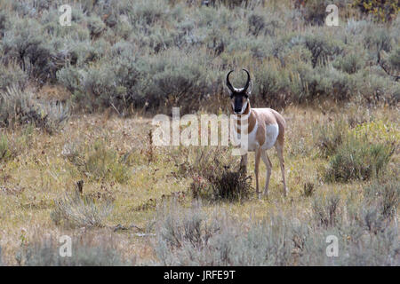 American Pronghorn Antilope Stockfoto