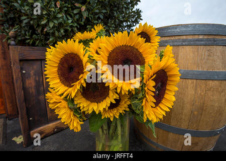 Sonnenblume, Sonnenblumen, Barnett Weinberge, Spring Mountain Road, St. Helena, Napa Valley, Napa County, Kalifornien Stockfoto