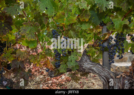 Trauben, Rebe, Traube Weinberg, Weinberg, Weinberge, Barnett Weinberge, Spring Mountain Road, St. Helena, Napa Valley, Napa County, Kalifornien Stockfoto