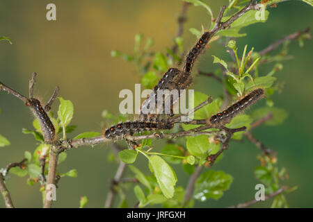 Goldafter, Dunkler Goldafter, Raupe frisst ein Weißdorn, Euproctis chrysorrhoea, brown-tail, browntail Motte, Caterpillar, le Cul Brun, Lymantriinae, Tr Stockfoto