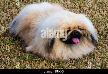 Reinrassigen Pekinesen Welpen Hund ruht auf Gras Stockfoto
