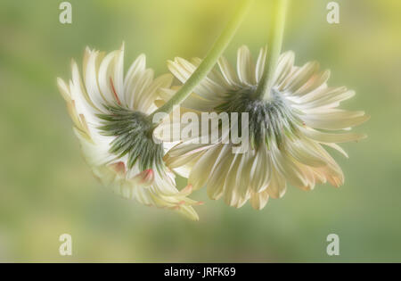 Blumen Stockfoto